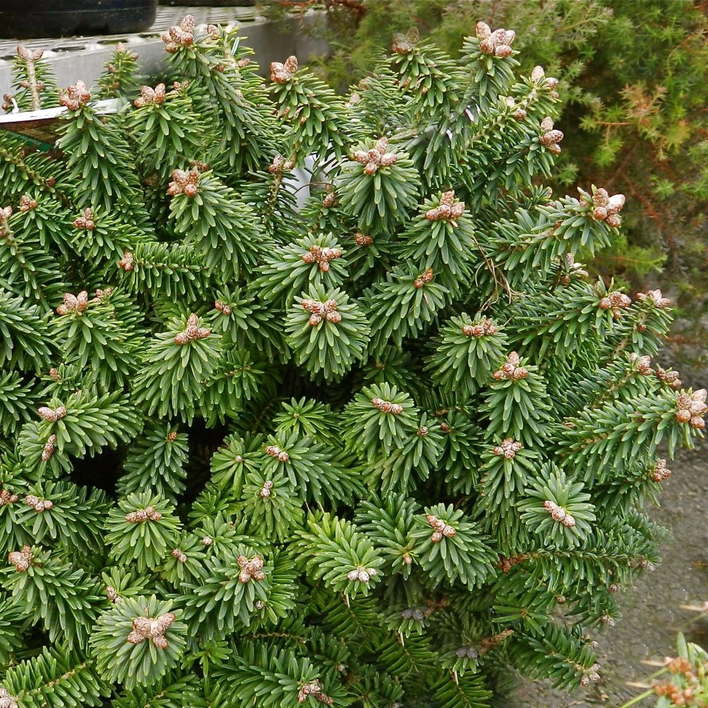 Sapin Nain - Abies Balsamea Piccolo 1 Sapin Nain - Abies Balsamea Piccolo