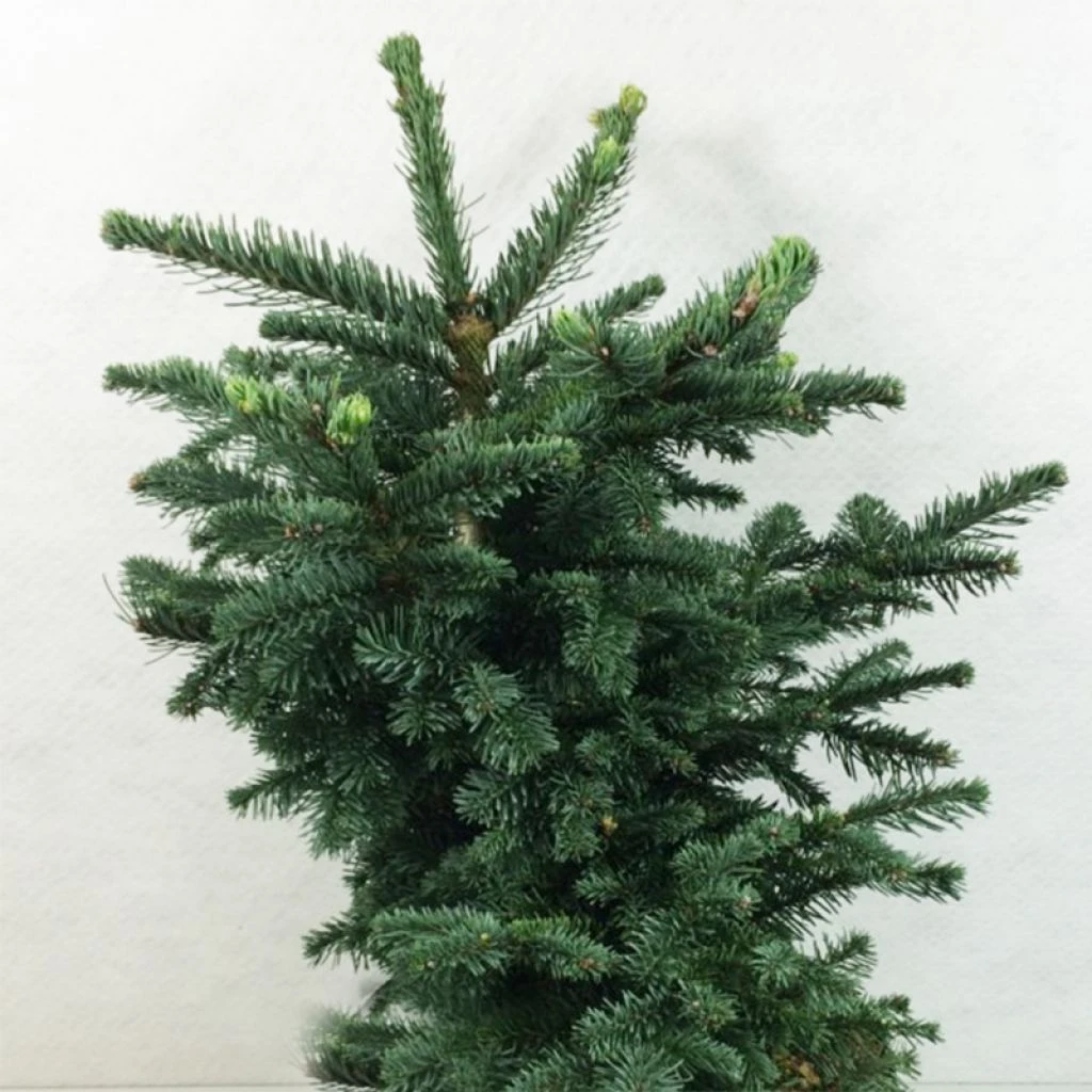 Sapin Noble - Abies Procera Bizarro 1 Sapin Noble - Abies Procera Bizarro