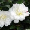 Camélia D'automne - Camellia Sasanqua Fuji No Yuki