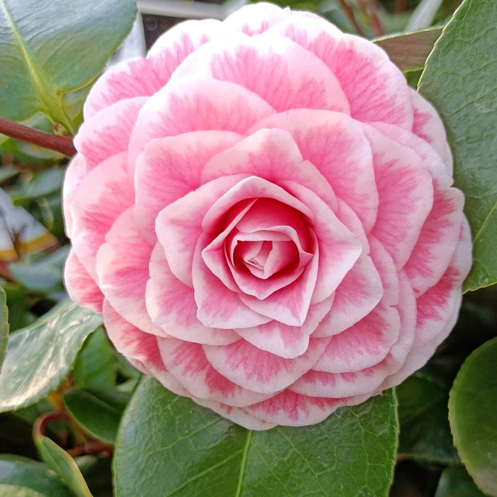 Camélia Classique - Camellia Tom Pouce 1 Camélia Classique - Camellia Tom Pouce