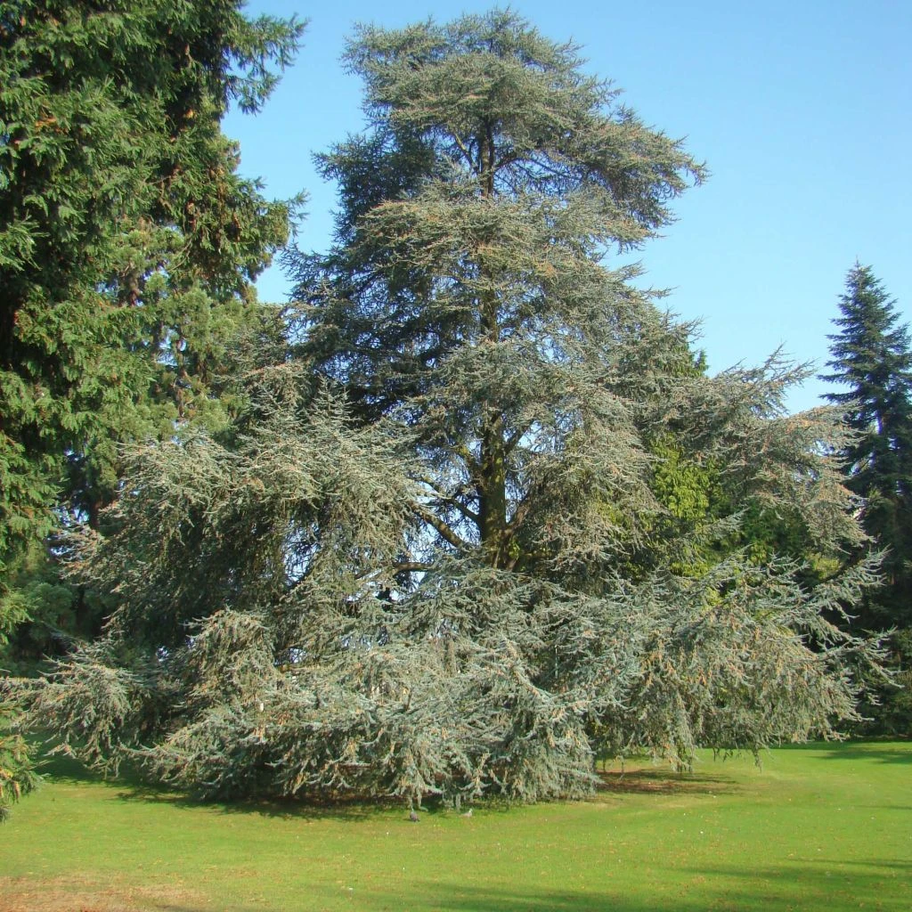 Cèdre Bleu De L'Atlas - Cedrus Libani Atlantica Glauca 1 Cèdre Bleu De L'Atlas - Cedrus Libani Atlantica Glauca