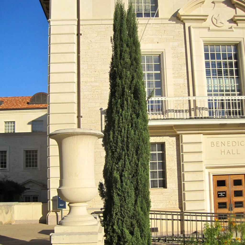 Cyprès De Provence - Cupressus Sempervirens Pyramidalis 1 Cyprès De Provence - Cupressus Sempervirens Pyramidalis