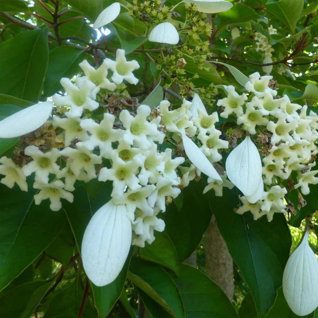 Emmenopterys Henryi 1 Emmenopterys Henryi