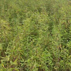 Fargesia Demissa Gerry - Bambou Non Traçant