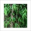 Fargesia Nitida Obelisk - Bambou Non Traçant