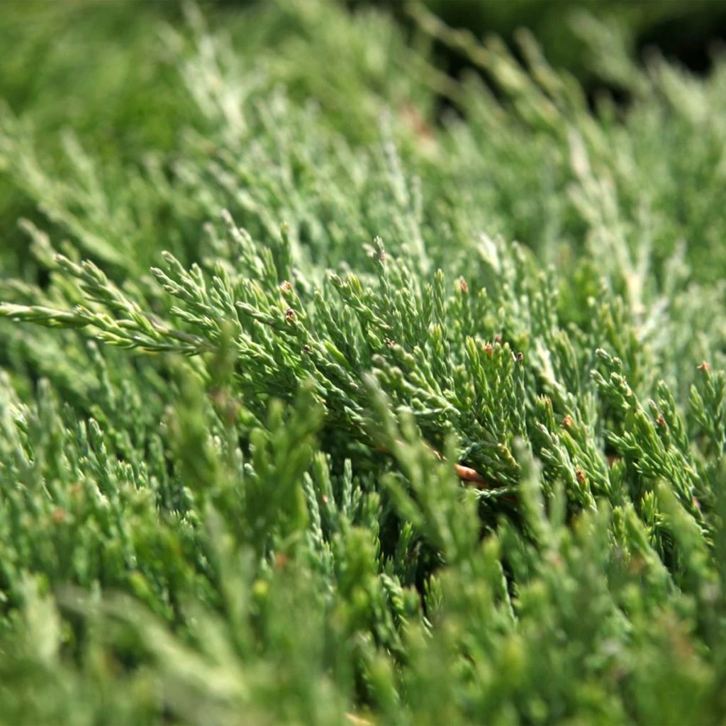 Genévrier Horizontal - Juniperus Horizontalis Andorra Compact 1 Genévrier Horizontal - Juniperus Horizontalis Andorra Compact