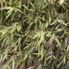 Hibanobambusa Tranquillans Shiroshima - Petit Bambou