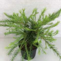 Larix Laricina Arethusa Bog - Mélèze D'Amérique Demi-nain