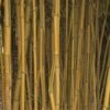 Phyllostachys Aureosulcata Spectabilis - Bambou Moyen