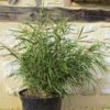 Pleioblastus Linearis - Bambou Moyen 2/3L