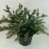 Podocarpus Lawrencii Blue Gem