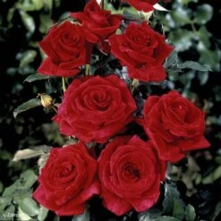 Rosier à Grandes Fleurs Hacienda