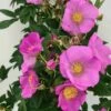 Rosier Rugosa Jam-a-licious