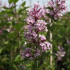 Lilas De Chine - Syringa Josée