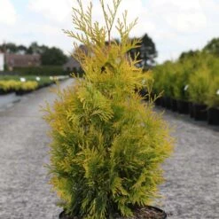 Thuya Du Canada - Thuja Occidentalis Yellow Ribbon.