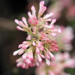 Viorne D'hiver - Viburnum Bodnantense Charles Lamont.