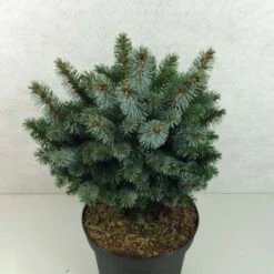 Épicéa De Sitka - Picea Sitchensis Silberzwerg