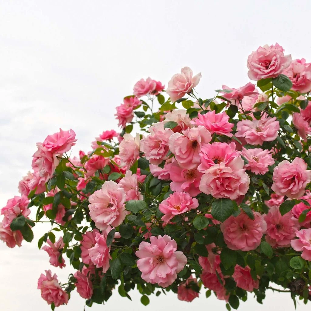 Rosier Grimpant Bantry Bay 1 Rosier Grimpant Bantry Bay