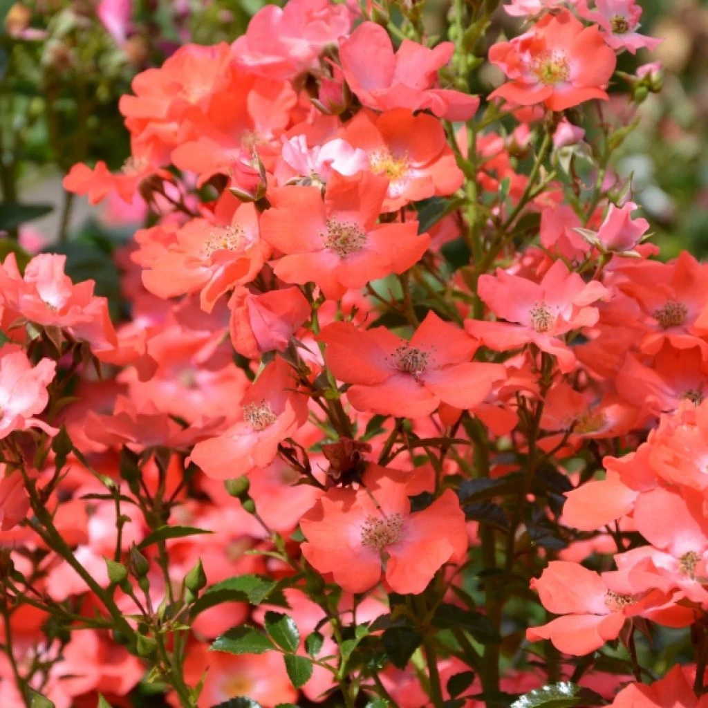 Rosier Tige Décorosiers Isalia 1 Rosier Tige Décorosiers Isalia