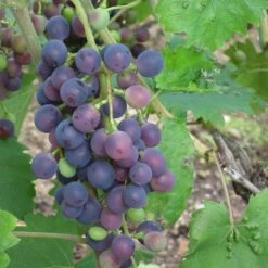 Vigne - Vitis Vinifera Muscat Bleu